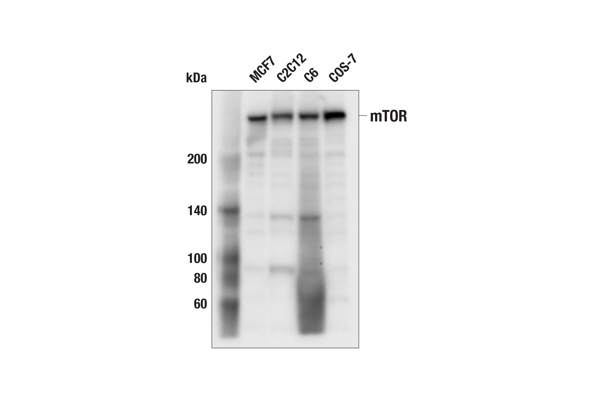Western Blotting Image 1: mTOR (L27D4) Mouse mAb