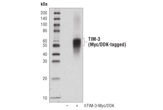  Image 72: Human Exhausted T Cell Antibody Sampler Kit