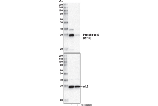  Image 8: Cell Cycle Regulation Antibody Sampler Kit II