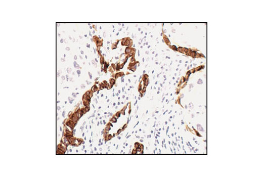 Immunohistochemistry Image 2: Keratin 18 (DC10) Mouse mAb