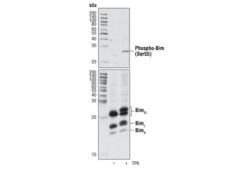 Western Blotting Image 1: Phospho-Bim (Ser55) Antibody