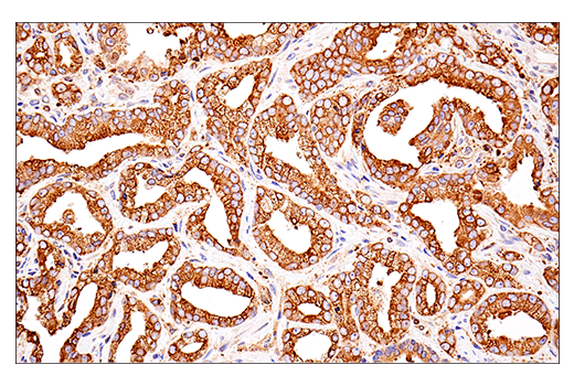 Immunohistochemistry Image 7: PDI (E7O2R) Mouse mAb