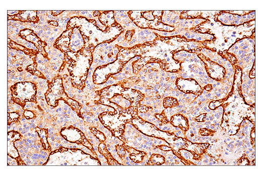 Immunohistochemistry Image 8: PDI (E7O2R) Mouse mAb