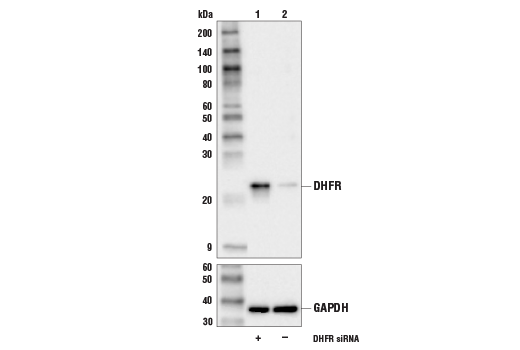 Western Blotting Image 2: DHFR Antibody