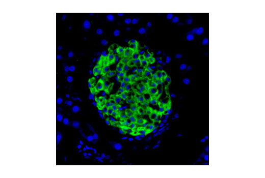 Immunofluorescence Image 1: Insulin Antibody