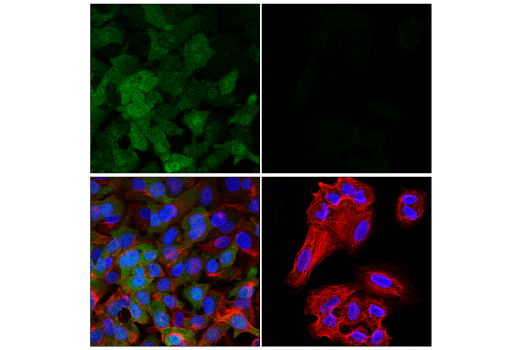 Immunofluorescence Image 1: DUSP9 (E7O9Y) Rabbit mAb