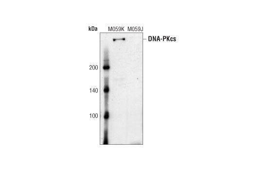 Western Blotting Image 1: DNA-PKcs Antibody