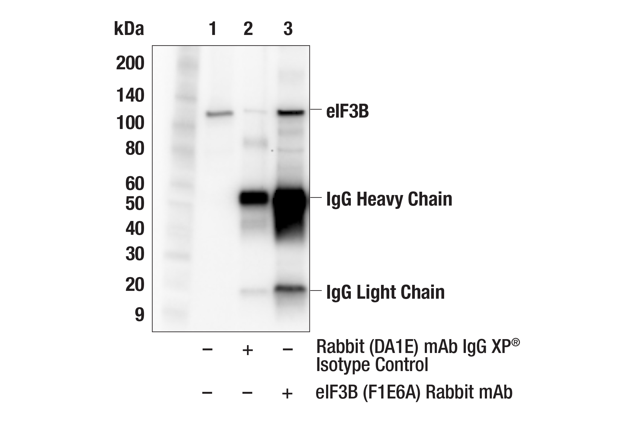 Immunoprecipitation Image 1: eIF3B (F1E6A) Rabbit mAb