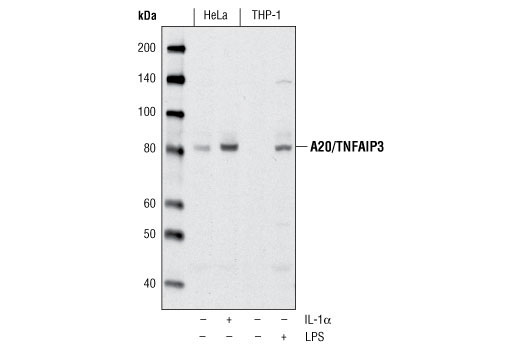 Western Blotting Image 1: A20/TNFAIP3 Antibody