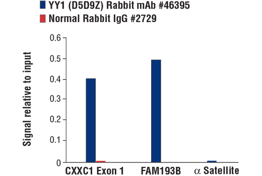 Chromatin Immunoprecipitation Image 1: YY1 (D5D9Z) Rabbit mAb