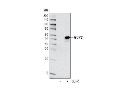 Western Blotting Image 1: GOPC Antibody