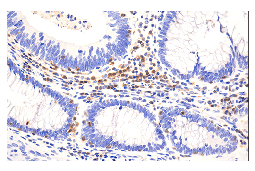 Immunohistochemistry Image 2: HPK1 (E1C3L) Rabbit mAb (BSA and Azide Free)