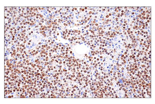 Immunohistochemistry Image 7: HPK1 (E1C3L) Rabbit mAb (BSA and Azide Free)