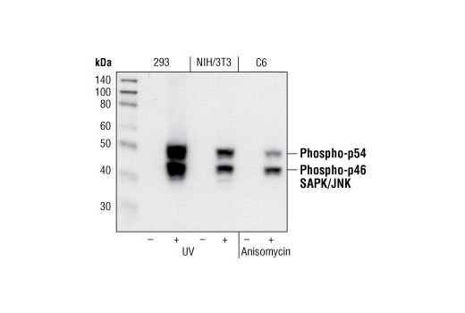  Image 3: PhosphoPlus® SAPK/JNK (Thr183/Tyr185) Antibody Duet