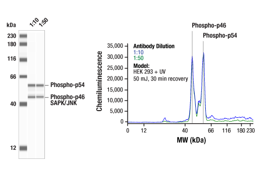  Image 1: PhosphoPlus® SAPK/JNK (Thr183/Tyr185) Antibody Duet