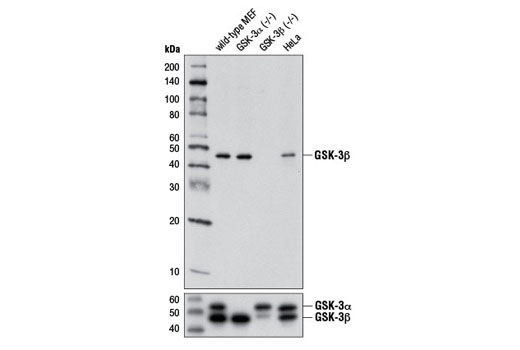 Western Blotting Image 1: GSK-3β (3D10) Mouse mAb (BSA and Azide Free)