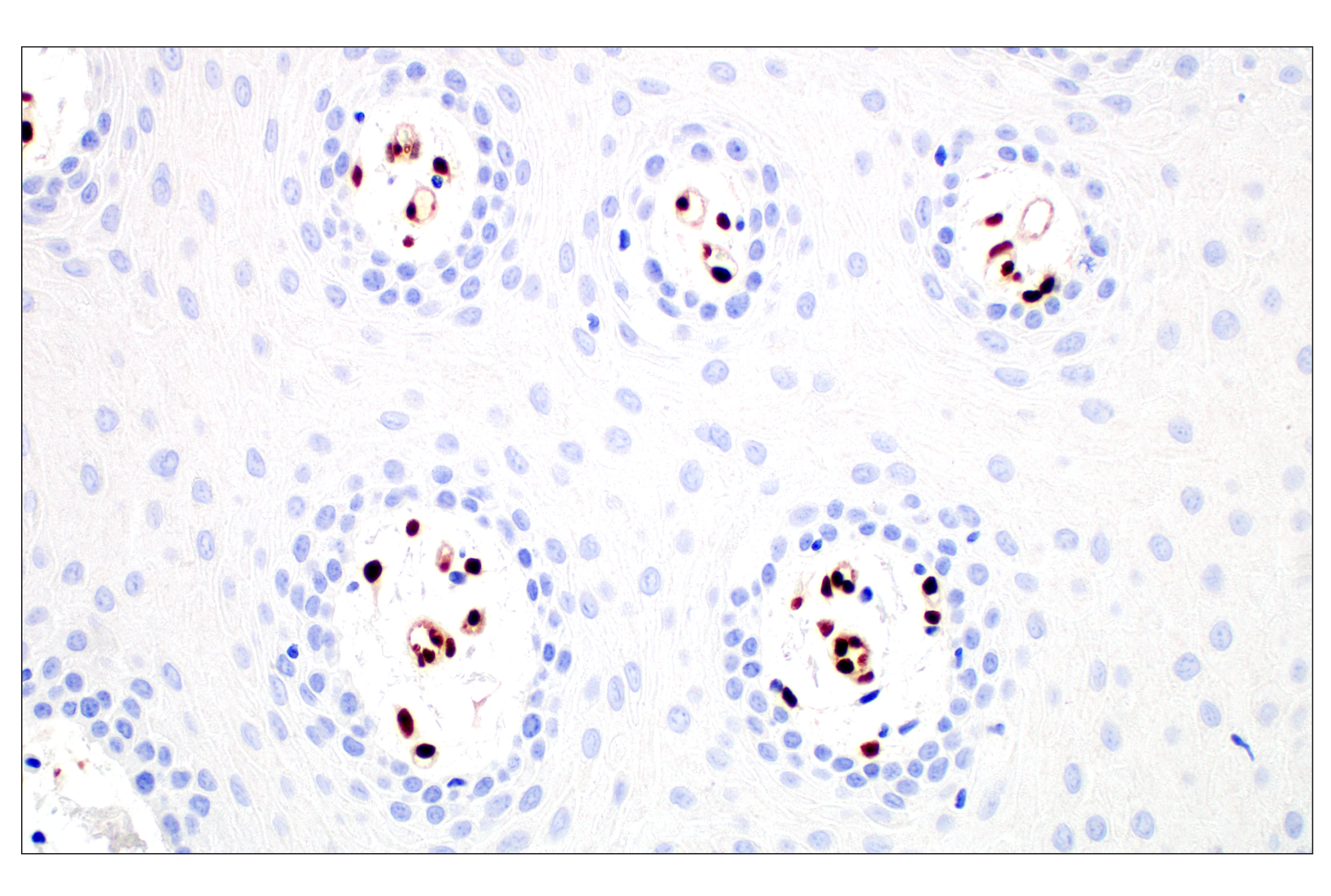 Immunohistochemistry Image 4: Basic FGF (E5Y6M) Rabbit mAb