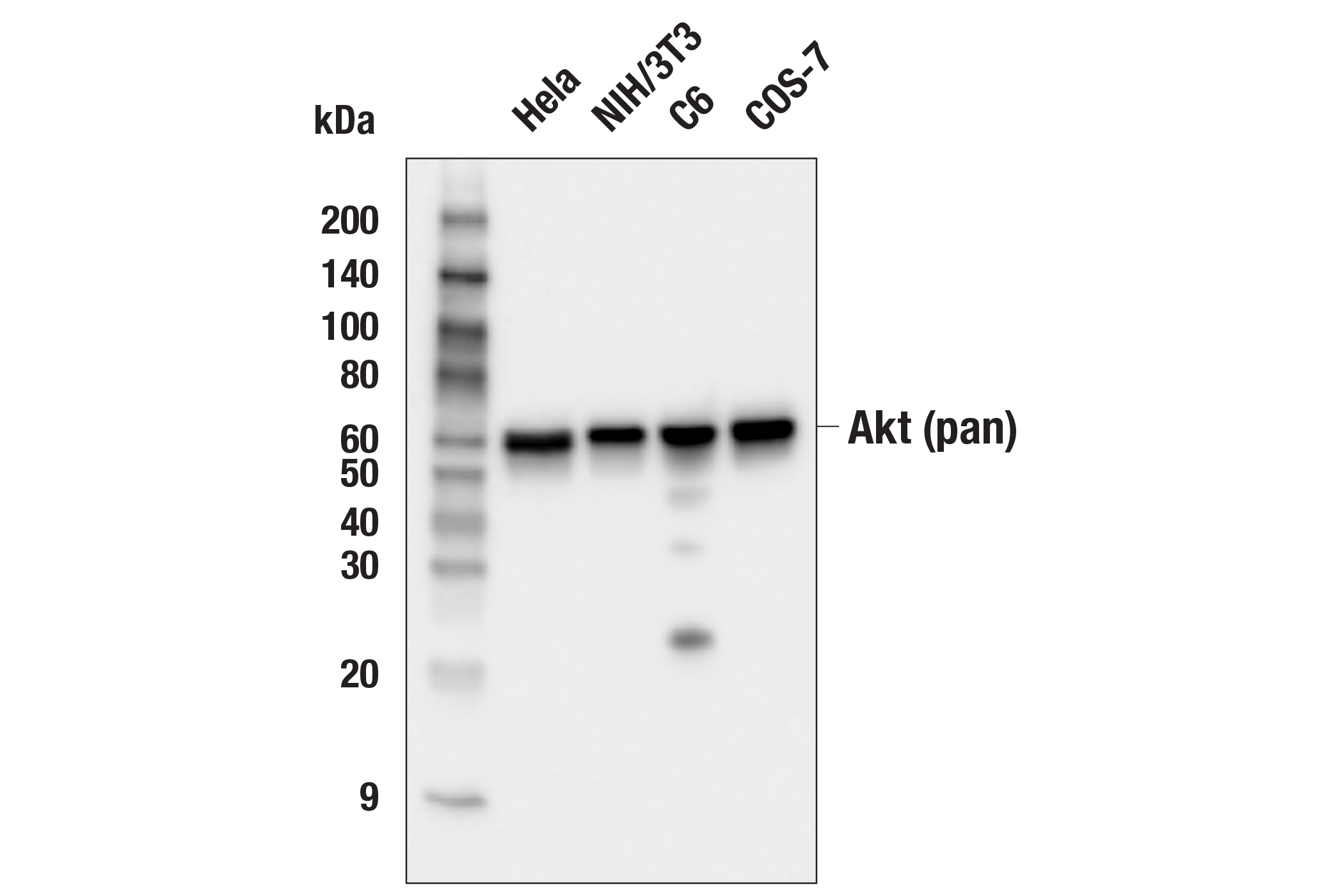  Image 4: Akt Isoform Antibody Sampler Kit