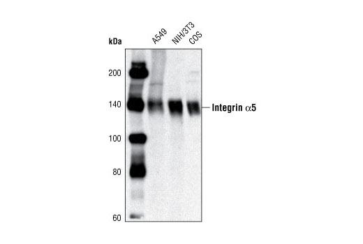  Image 4: Integrin Antibody Sampler Kit