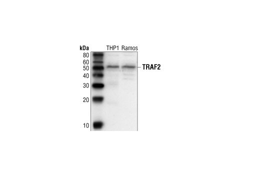 Western Blotting Image 1: TRAF2 Antibody