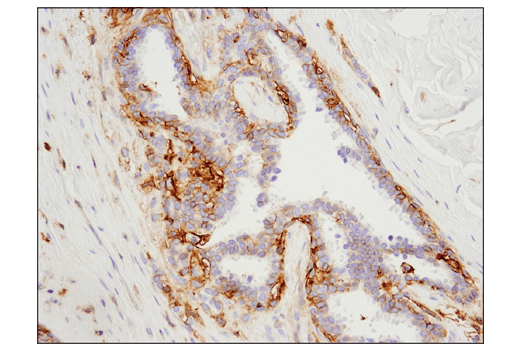 Immunohistochemistry Image 1: 4F2hc/SLC3A2 (D3F9D) XP® Rabbit mAb (BSA and Azide Free)