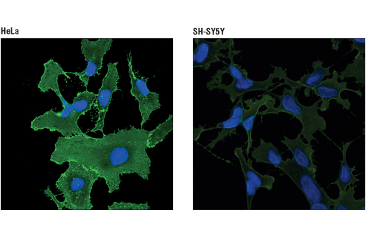 Immunofluorescence Image 1: 4F2hc/SLC3A2 (D3F9D) XP® Rabbit mAb (BSA and Azide Free)