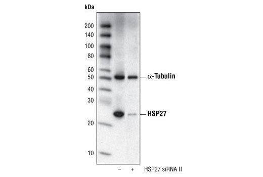 Western Blotting Image 3: HSP27 (G31) Mouse mAb (BSA and Azide Free)