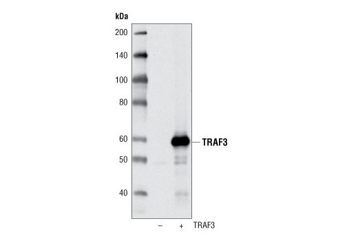 Western Blotting Image 1: TRAF3 Antibody