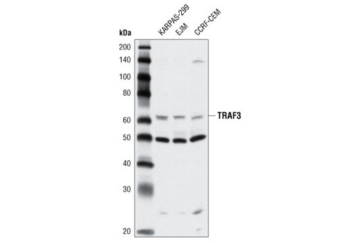 Western Blotting Image 2: TRAF3 Antibody