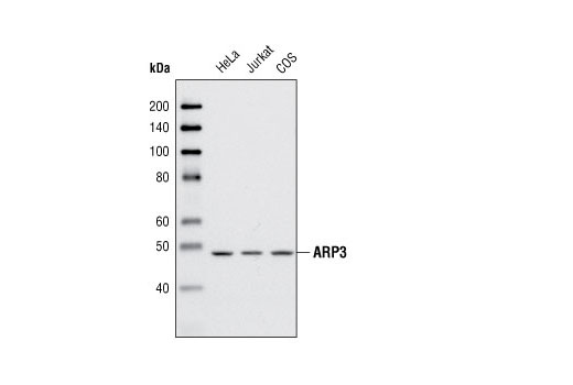  Image 1: Actin Nucleation Antibody Sampler Kit
