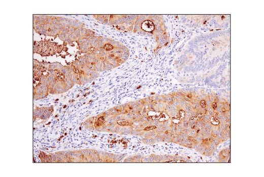 Immunohistochemistry Image 1: CD15/SSEA1 (MC480) Mouse mAb