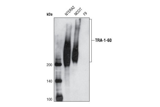Western Blotting Image 1: TRA-1-60(S) (TRA-1-60(S)) Mouse mAb