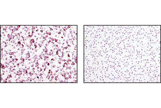 Immunohistochemistry Image 1: TRA-1-60(S) (TRA-1-60(S)) Mouse mAb