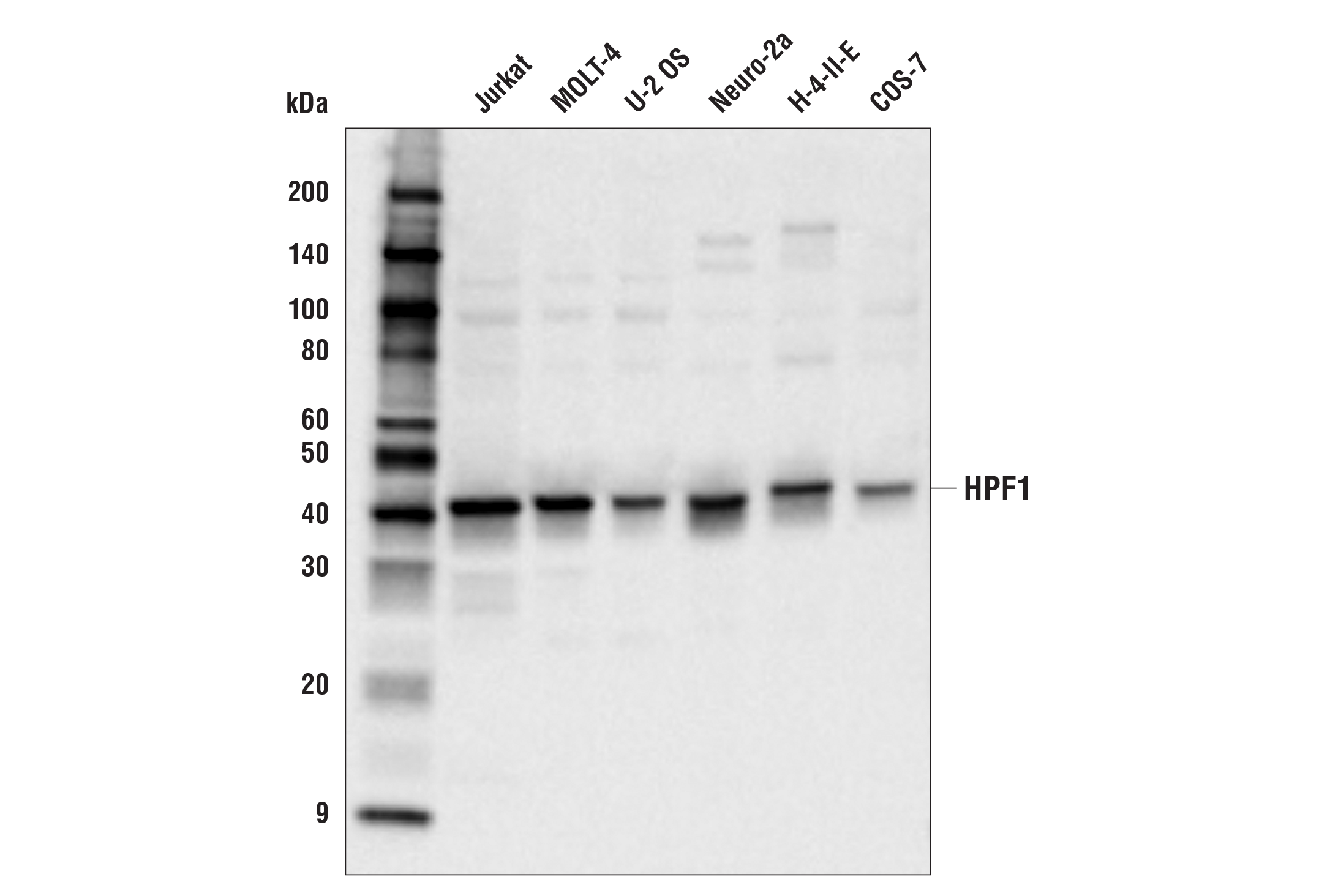 Western Blotting Image 1: HPF1 Antibody