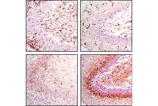 Immunohistochemistry Image 1: Nestin (Rat-401) Mouse mAb