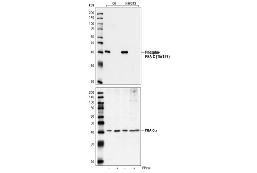Western Blotting Image 1: Phospho-PKA C (Thr197) Antibody