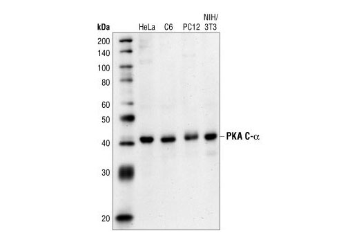 Western Blotting Image 1: PKA C-α Antibody