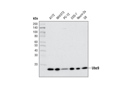 Western Blotting Image 1: Ubc9 (D26F2) XP® Rabbit mAb