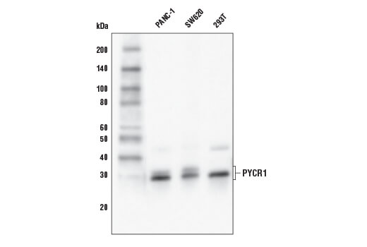 Western Blotting Image 1: PYCR1 Antibody