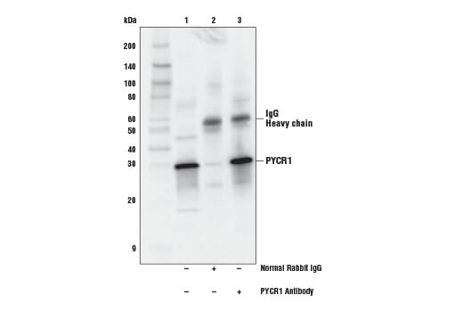 Immunoprecipitation Image 1: PYCR1 Antibody