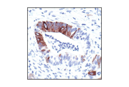 Immunohistochemistry Image 1: Phospho-NF-κB p105 (Ser932) (178F3) Rabbit mAb (BSA and Azide Free)