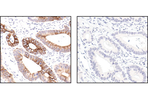 Immunohistochemistry Image 3: Phospho-NF-κB p105 (Ser932) (178F3) Rabbit mAb (BSA and Azide Free)