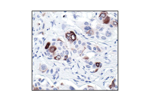 Immunohistochemistry Image 4: Phospho-NF-κB p105 (Ser932) (178F3) Rabbit mAb (BSA and Azide Free)