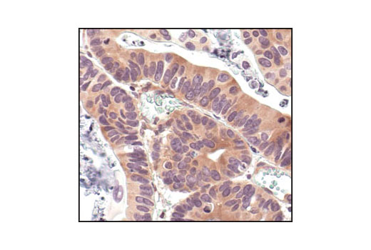 Immunohistochemistry Image 3: IκBα (L35A5) Mouse mAb (Amino-terminal Antigen) (BSA and Azide Free)