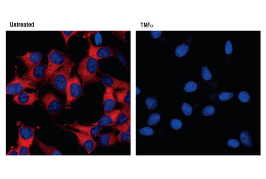 Immunofluorescence Image 1: IκBα (L35A5) Mouse mAb (Amino-terminal Antigen) (BSA and Azide Free)