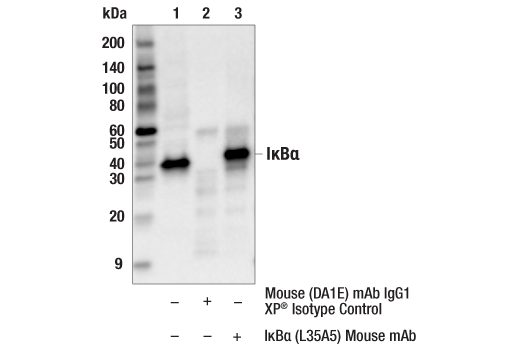  Image 9: PhosphoPlus® IκBα (Ser32/36) Antibody Kit