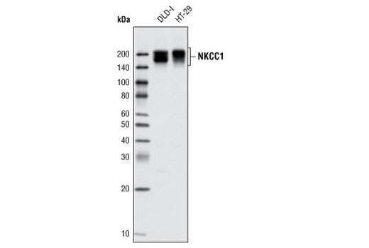 Western Blotting Image 1: NKCC1 Antibody