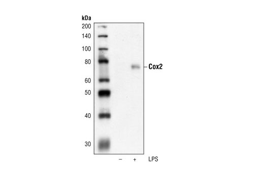 Western Blotting Image 2: Cox2 Antibody