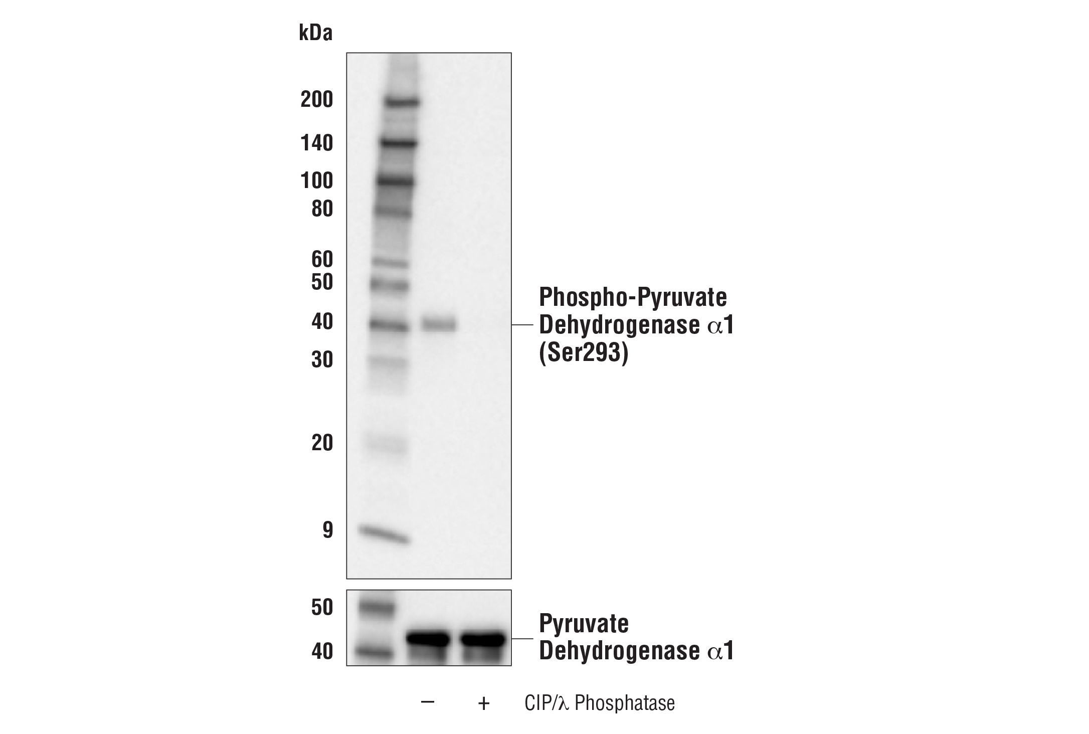 Western Blotting Image 1: Phospho-Pyruvate Dehydrogenase α1 (Ser293) (E4V9L) Rabbit mAb (BSA and Azide Free)