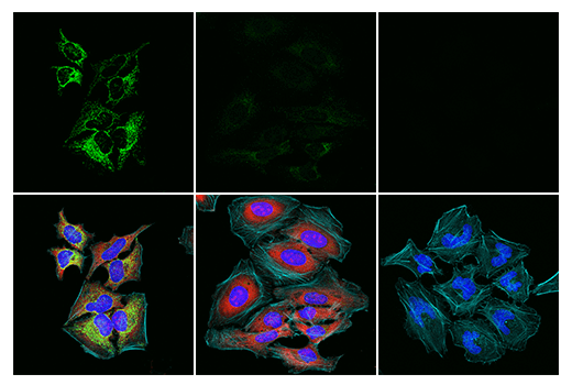 Immunofluorescence Image 1: Phospho-Pyruvate Dehydrogenase α1 (Ser293) (E4V9L) Rabbit mAb (BSA and Azide Free)